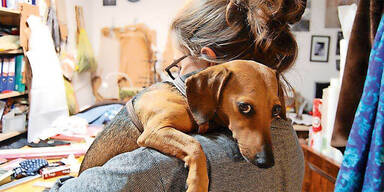 Entf&uuml;hrungs-Krimi um Dackel "Pepe"