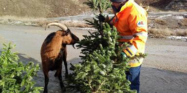 MA48 im Weihnachts-Gro&szlig;einsatz