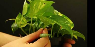 Wohnzimmer im Gr&uuml;nen