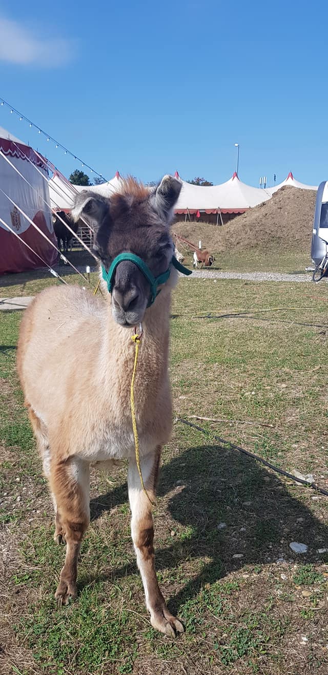 Lamas Wien