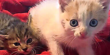 Babykatzen St. Pölten