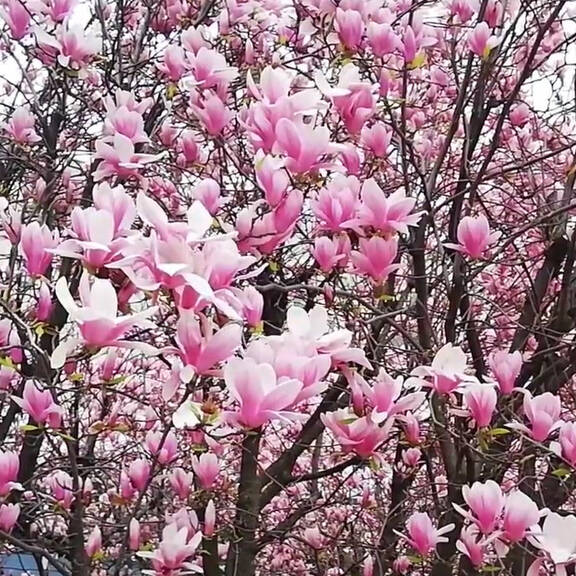 Gartengestaltung: Lebensraum für Tiere schaffen