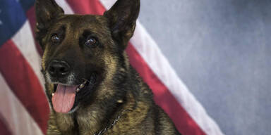 Polizei-Hund verendet im &uuml;berhitzten Streifenwagen