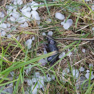 Hagel aus Superzelle