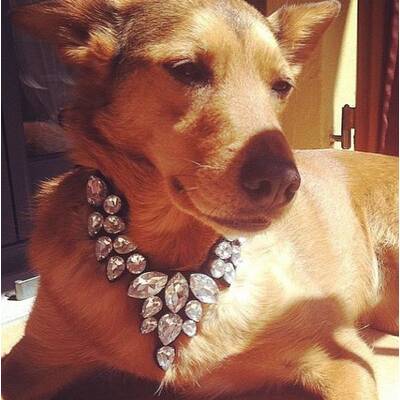 Rich Dogs of Instagram