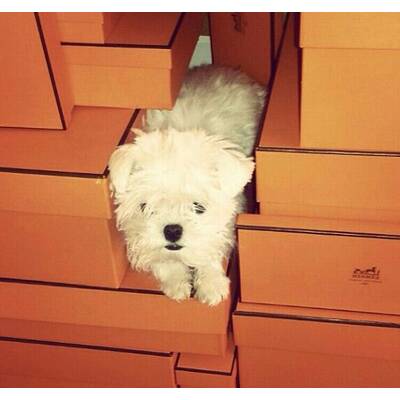 Rich Dogs of Instagram