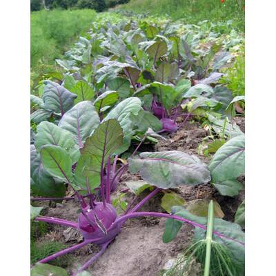 Lebensmittel mit Bitterstoffen