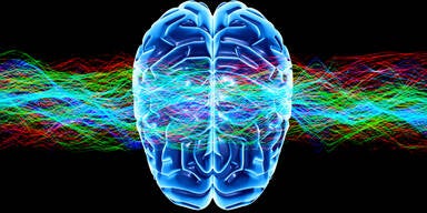 Gehirn