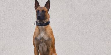 Polizeihund "Orlik" st&ouml;bert Einbrecher auf.