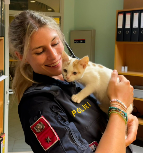 Katze auf Straße geworfen