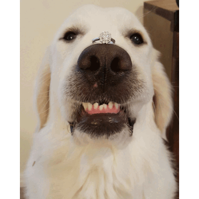 Die lustigsten Verlobungs-Fotos