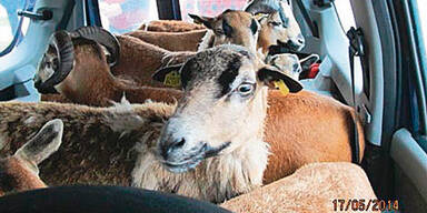 Ganzer Ziegenstall in Klein-LKW gestoppt