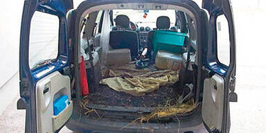 Ganzer Ziegenstall in Klein-LKW gestoppt