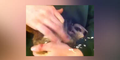 So lachen Erdm&auml;nnchen