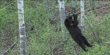 Unglaublich: Bär klettert auf Seil