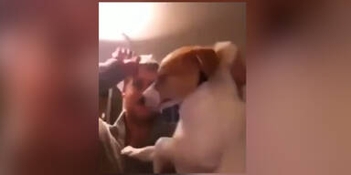 Video des Hunde-Quälers