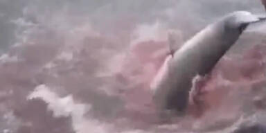 Japan darf keine Wale mehr jagen