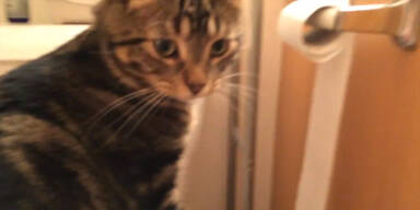 Kater spielt mit WC-Papier