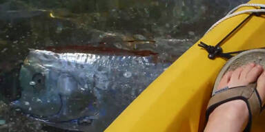 Touristen filmen seltenen Riemenfisch