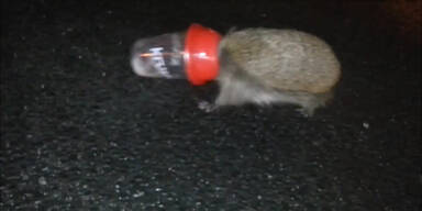 Igel steckt mit Kopf in Becher fest