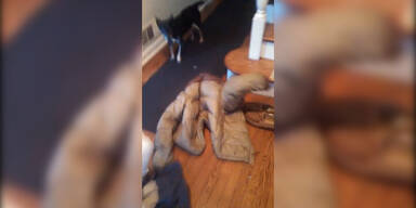 S&uuml;&szlig;: Hund steckt im &Auml;rmel fest