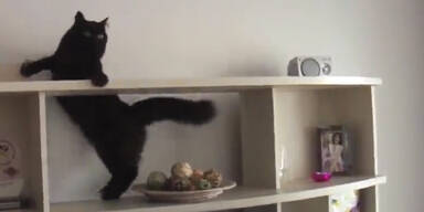 Ninjakatze erbeutet Spielzeug