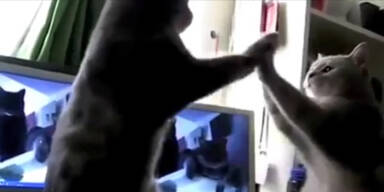 Diese Katzen singen 'Backe, backe, Kuchen'