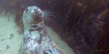 Taucher krault Robbe unter Wasser den Bauch