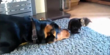 Diese Hunde gehen Katzen auf die Nerven