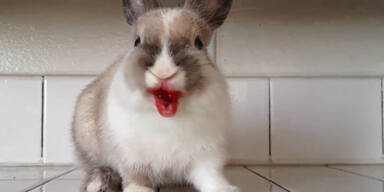 Unfassbar s&uuml;&szlig;: Hase isst Himbeeren