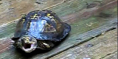 "YouTube"-Hit: Tiere singen ein Lied