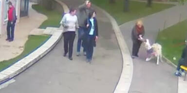 Wolf attackiert kleines M&auml;dchen in Zoo