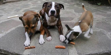 Hund schnappt die W&uuml;rstel weg