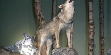 Wolfsschutz: Strenge Gesetze