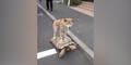 Hund reitet auf Riesen-Schildkröte