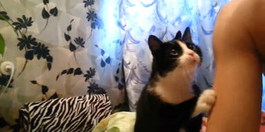 S&uuml;&szlig;e Katze bettelt um Aufmerksamkeit