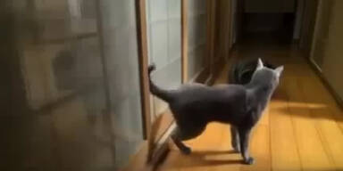 Zwei Miezekatzen klopfen an die Türe