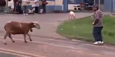 Aggressives Schaf attackiert Menschen