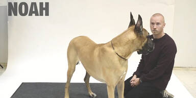 Hunde reagieren auf bellende Menschen