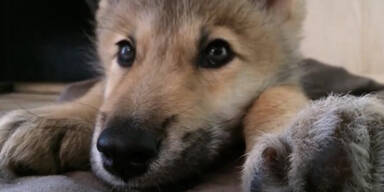 S&uuml;&szlig;er Baby-Wolf