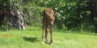 Baby-Elch im Rasensprenkler