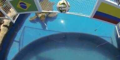 Tierorakel "Big Head" erfreut Brasilianer