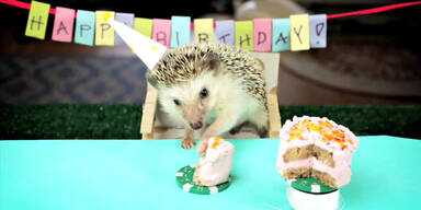 So feiern kleine Igel ihren Geburtstag