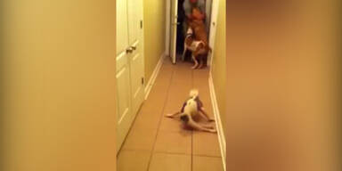 Gel&auml;hmter Hund begr&uuml;&szlig;t Herrchen