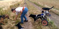 Gelähmte Hunde in Rollstühlen