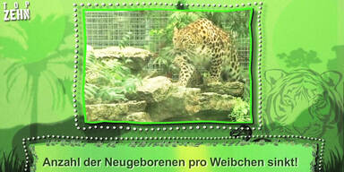 Top 10 gefährdete Tierarten