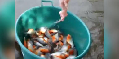 So fängt man also Piranhas richtig