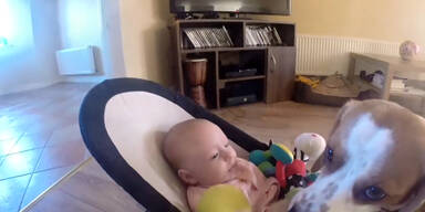 Dieser Hund ist ein guter Babysitter