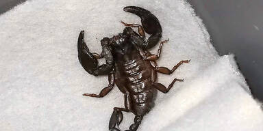 Skorpion-Alarm: Giftiges Mitbringsel aus dem Urlaub