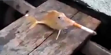 Dieser Fisch raucht eine Zigarette